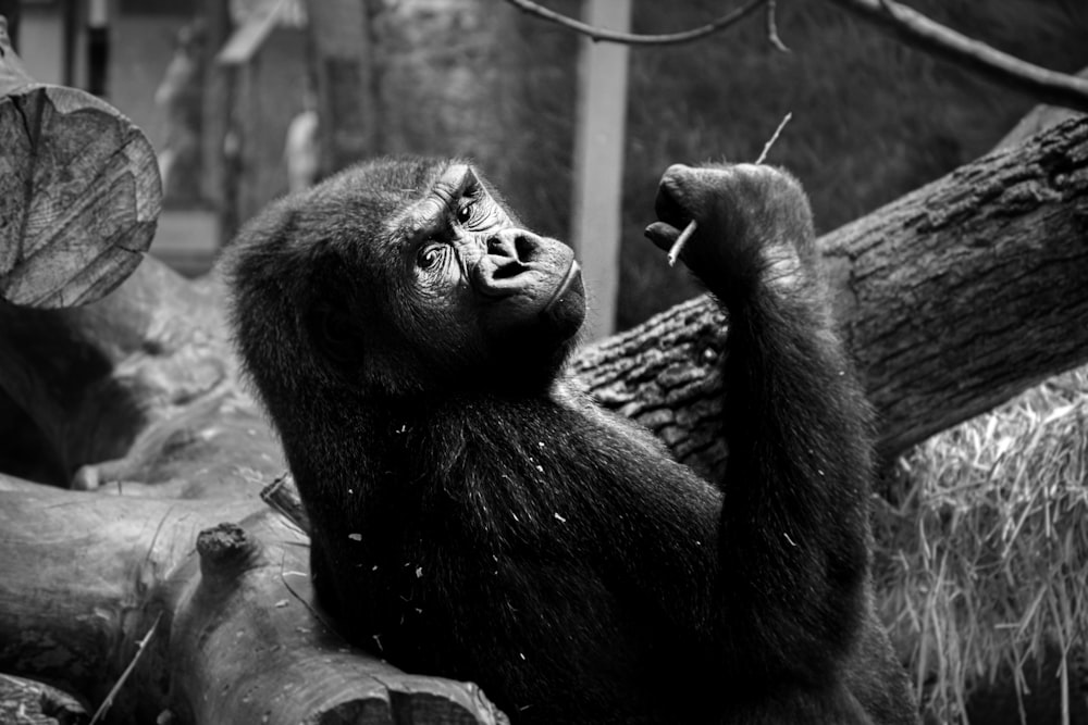 gorilla in gray scale photography