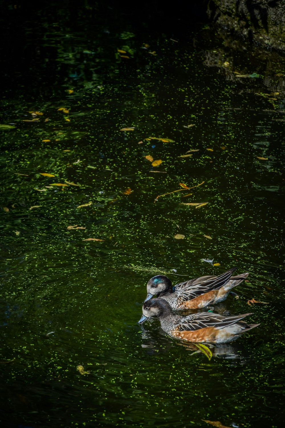 brown and white duck on water