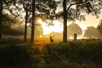 A serene early morning shot of a deer blind nestled among tall trees with soft sunlight filtering through.