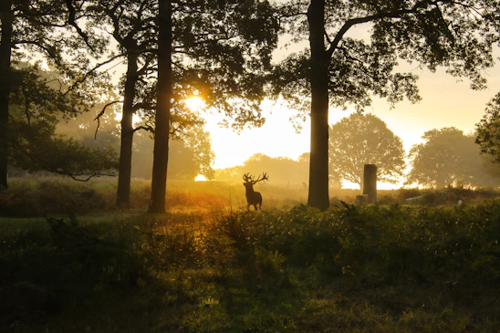A serene early morning shot of a deer blind nestled among tall trees with soft sunlight filtering through.