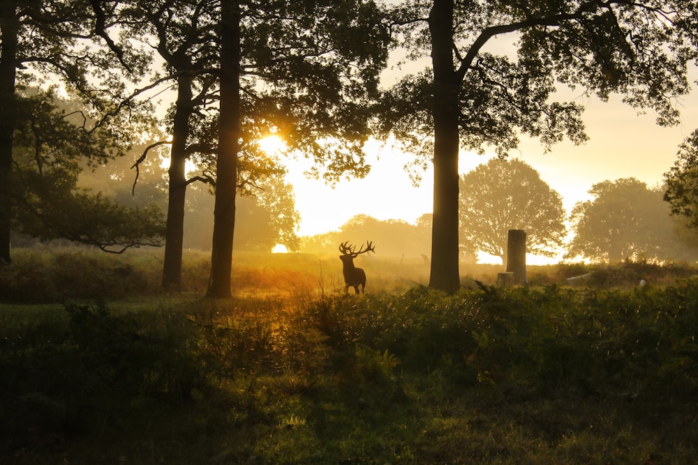 silhouette of deer on green grass field during sunset