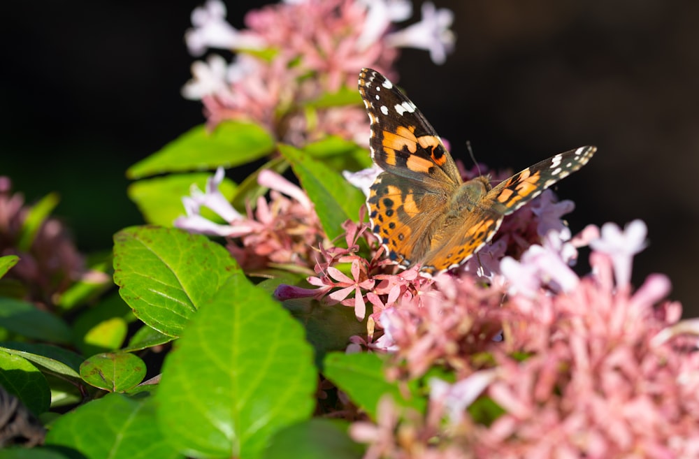 borboleta marrom preta e branca na flor cor-de-rosa