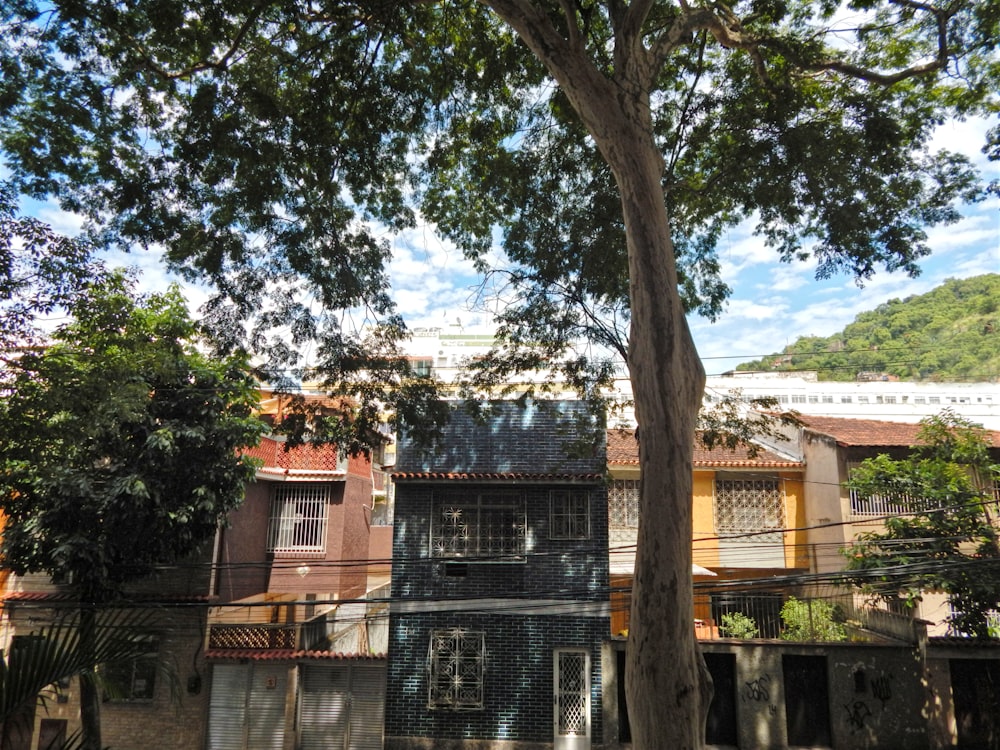 brown tree near brown brick building