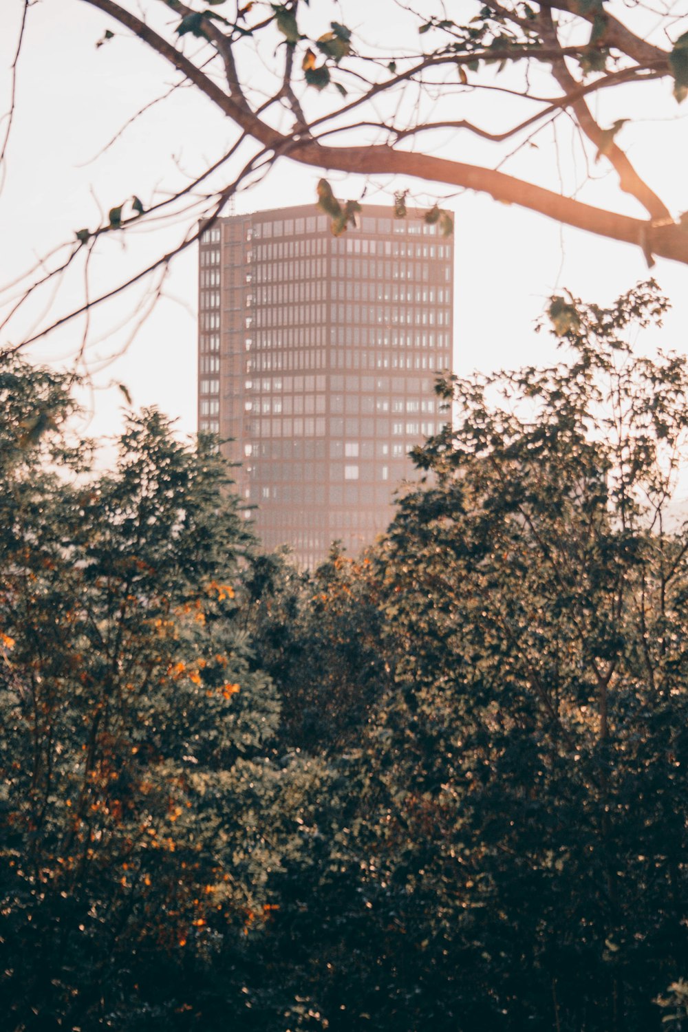 green trees near high rise building during daytime