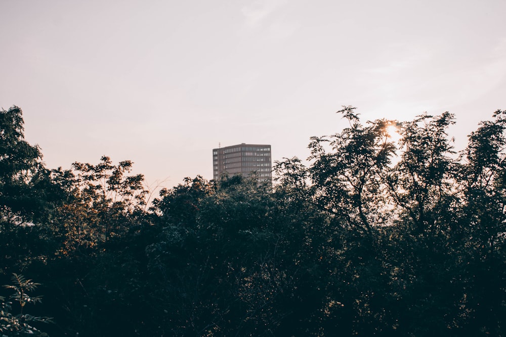 green trees near white concrete building during daytime