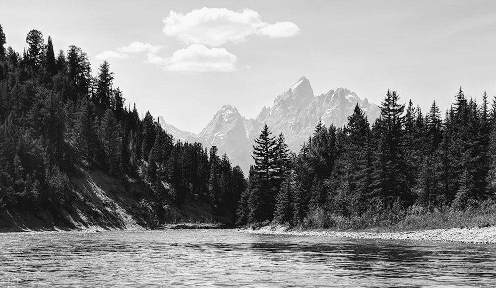 grayscale photo of trees near mountain range