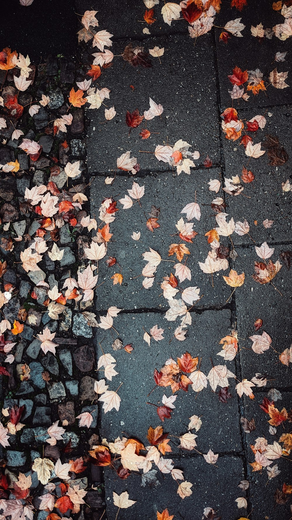 white and brown leaves on gray concrete pavement