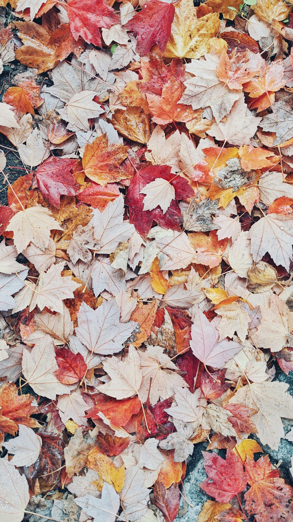 brown and red maple leaves on ground