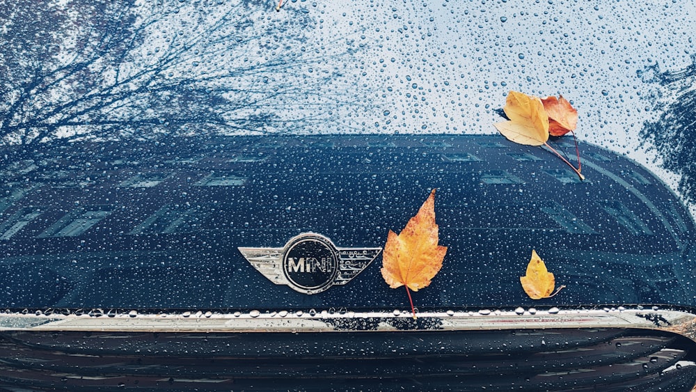 brown leaves on car hood
