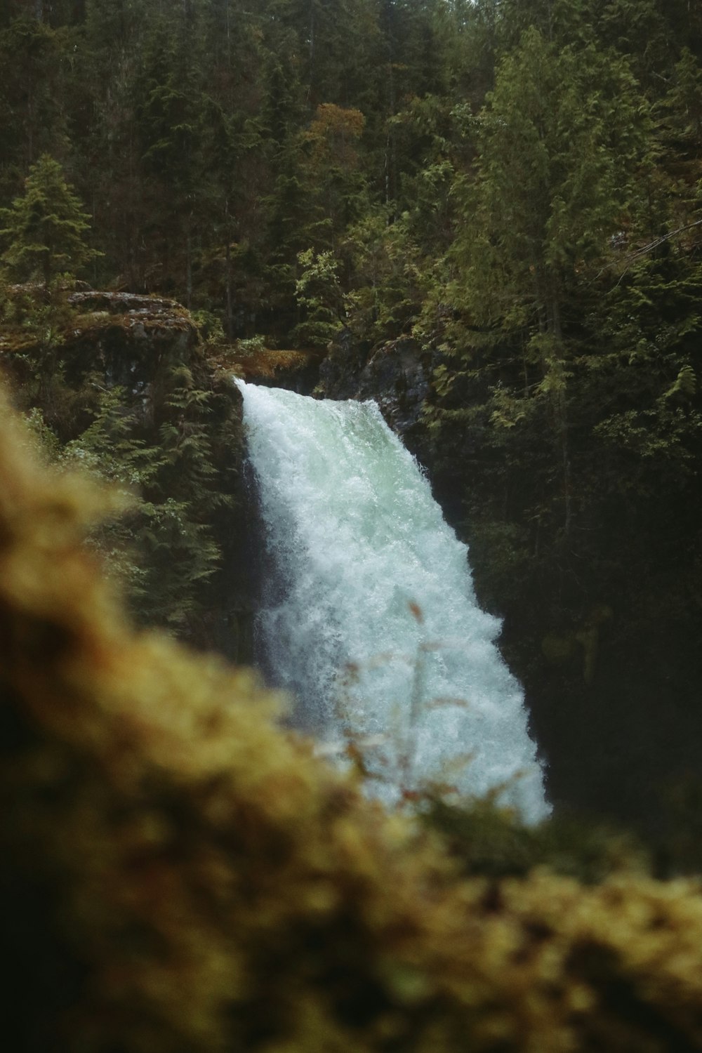 waterfalls in forest during daytime