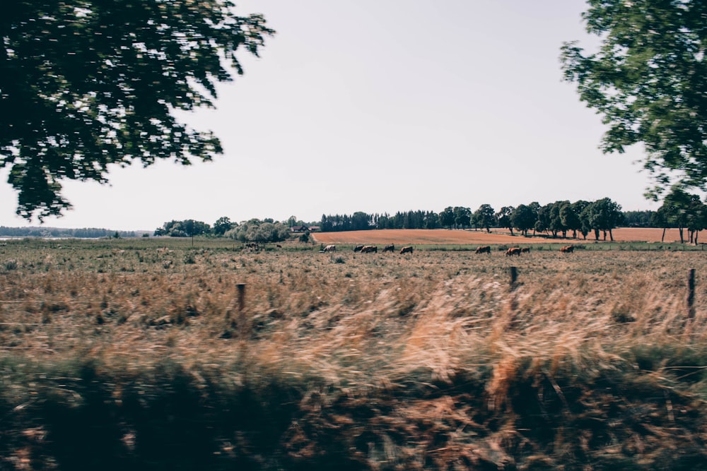 campo di erba marrone vicino agli alberi verdi durante il giorno