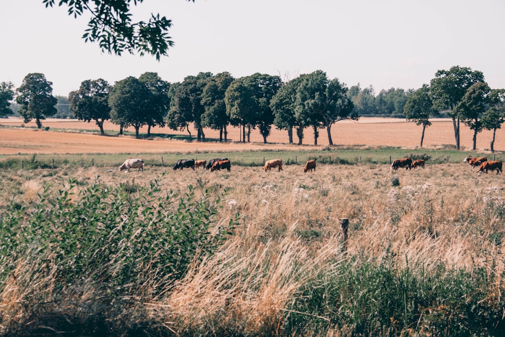 Campo de hierba verde con árboles durante el día