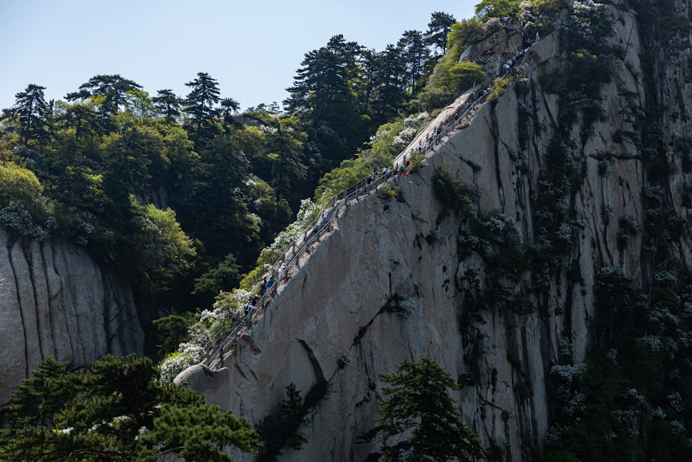 green trees on mountain during daytime