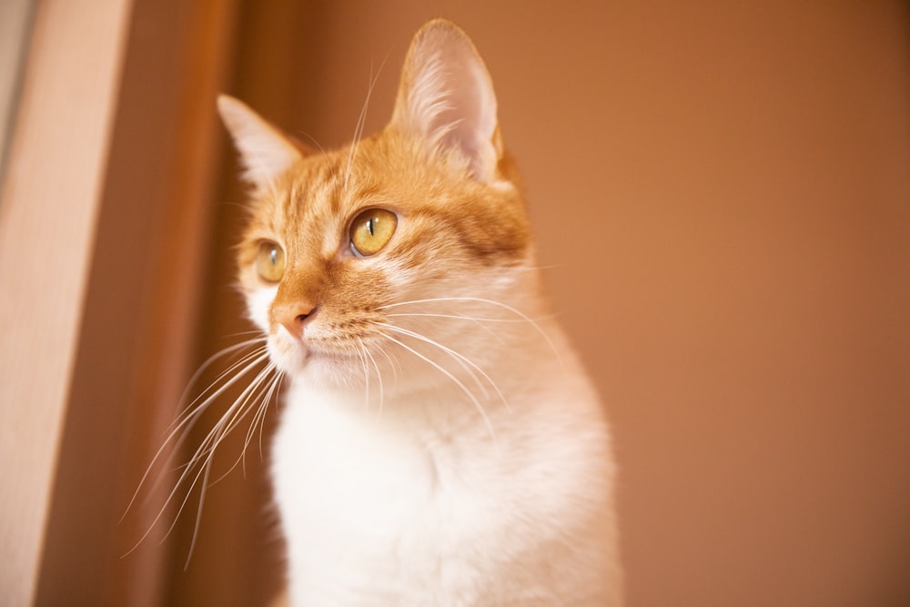 orange and white tabby cat