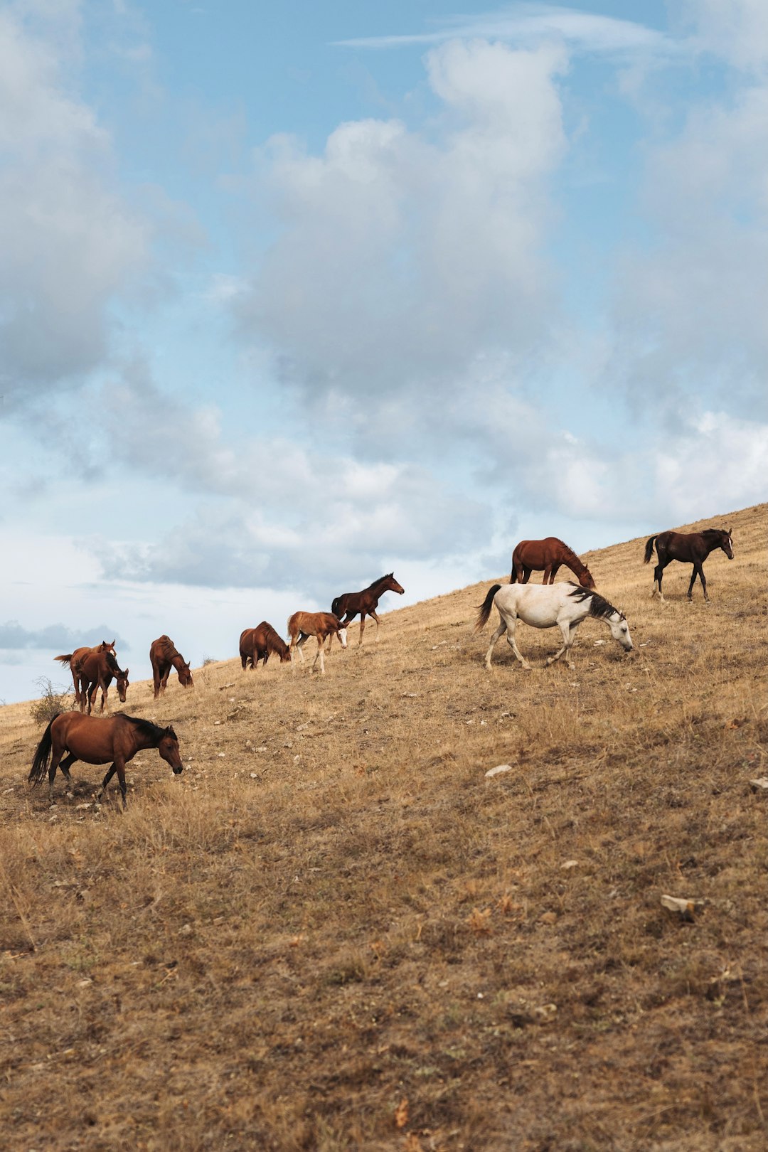 herd of horses on brown field under white clouds and blue sky during daytime
