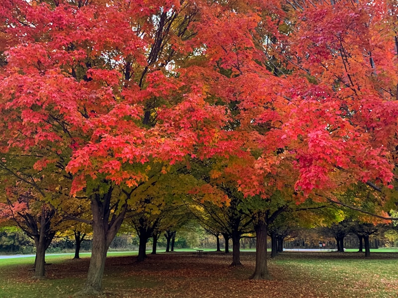 Maple Trees
