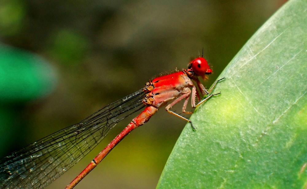 red and black dragonfly on green leaf in close up photography during daytime