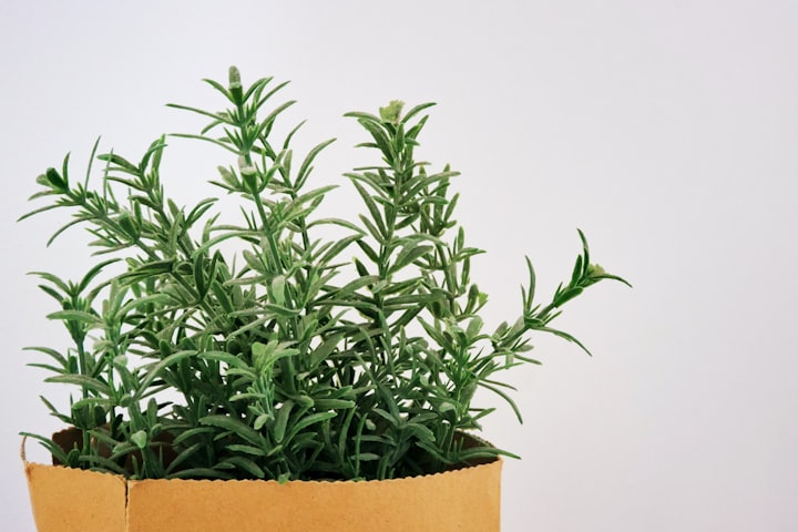 Ten Health Benefits Of Rosemary Plants