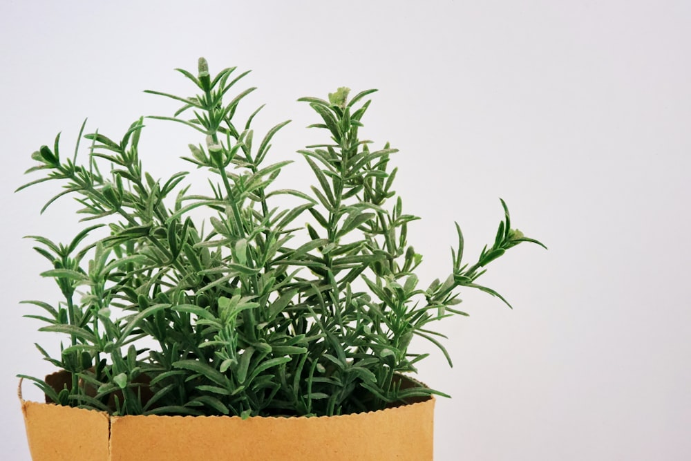 green plant on brown clay pot