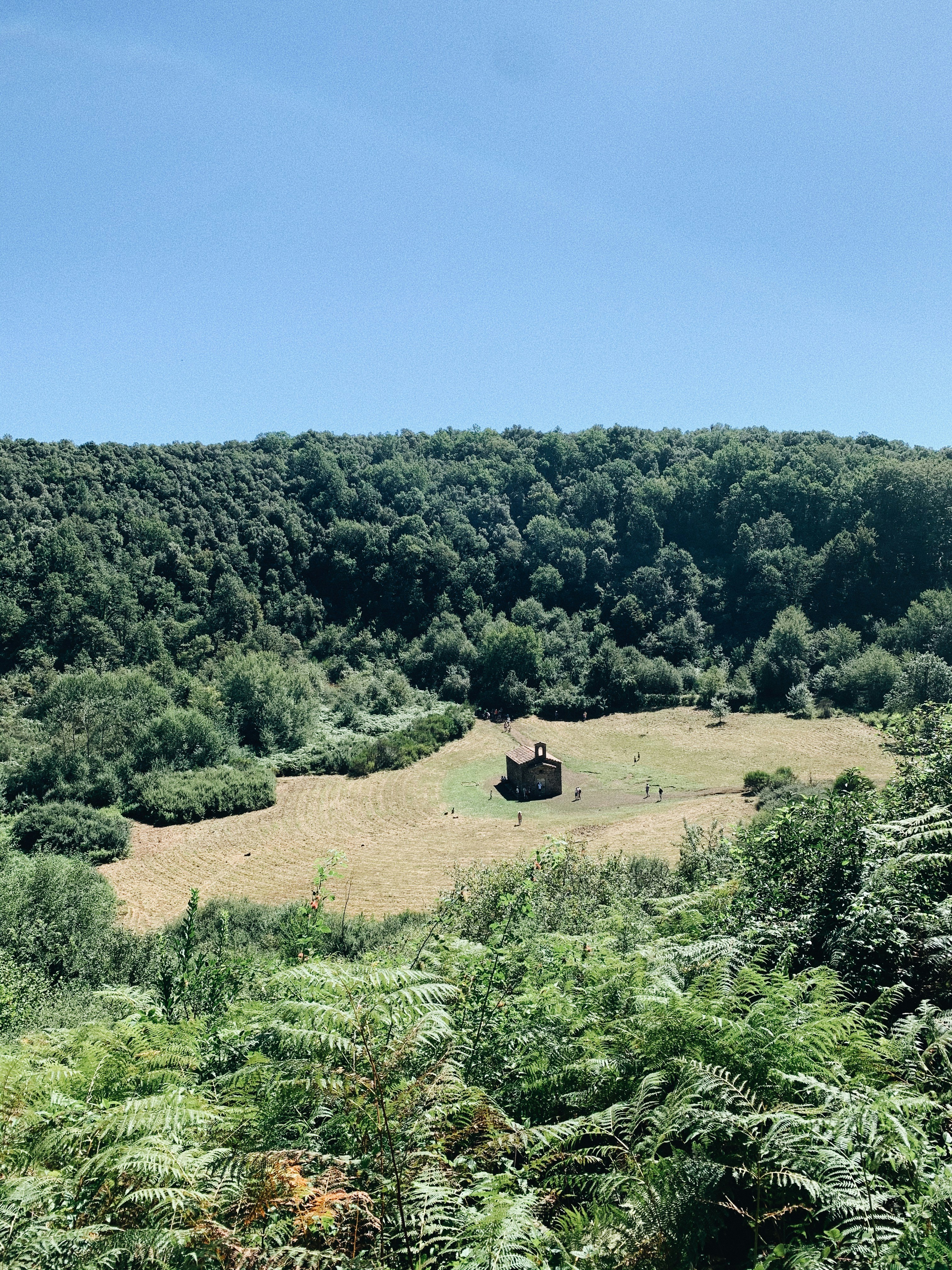green trees on brown field under blue sky during daytime