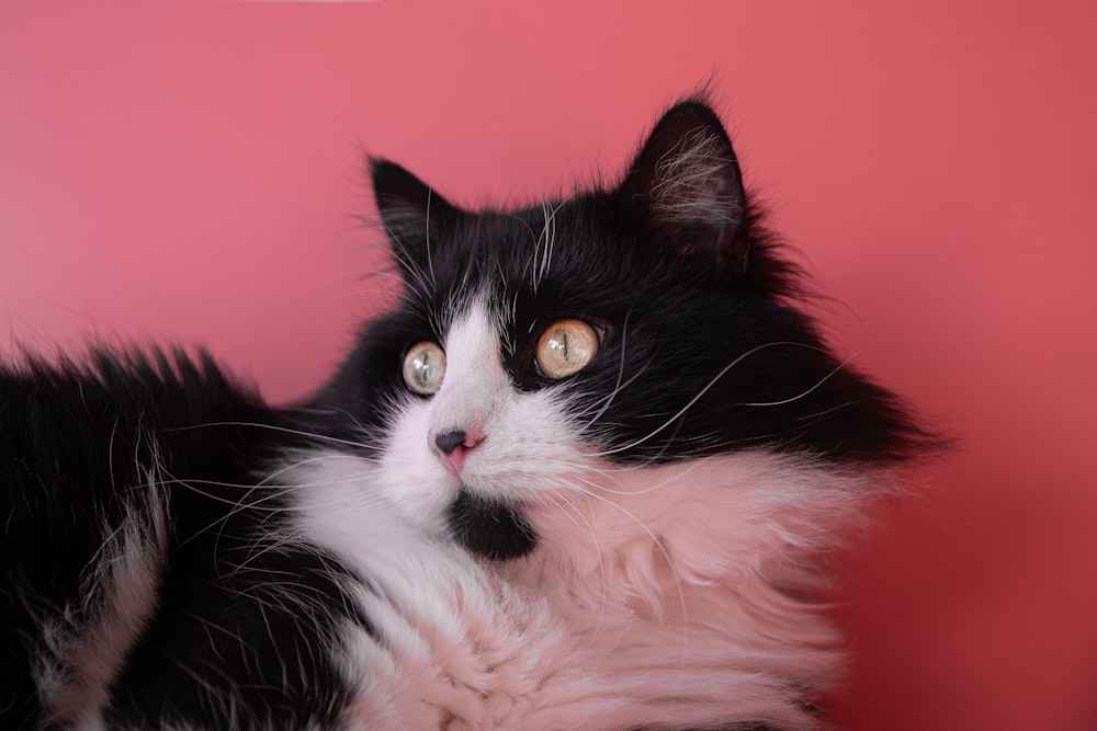 black and white tuxedo cat