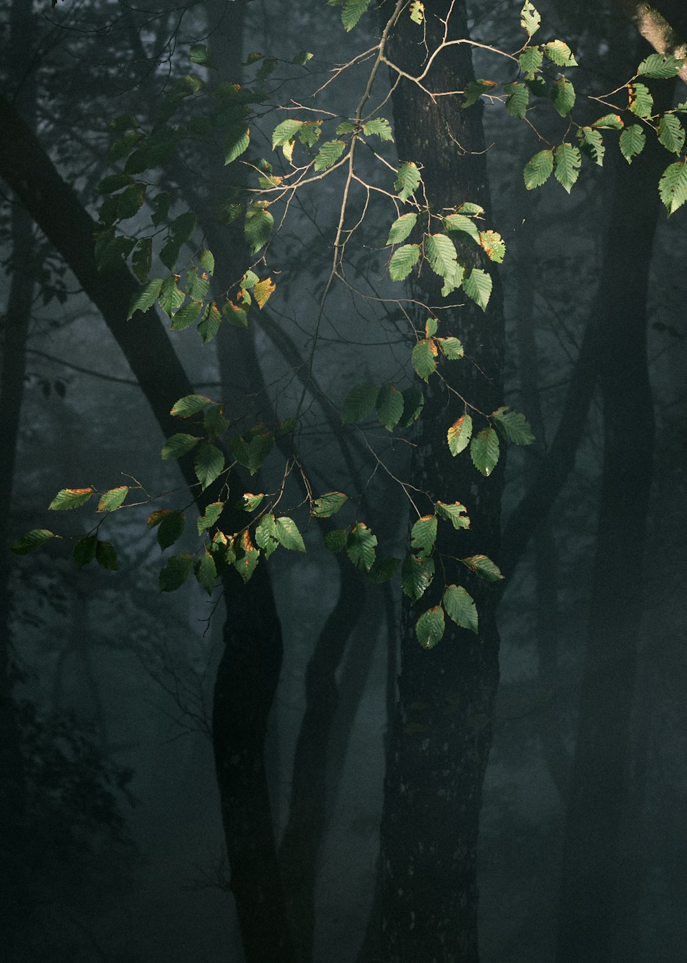 yellow flowers in forest during daytime