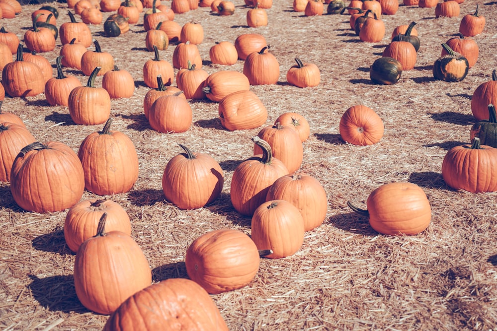 orange pumpkins on brown field during daytime