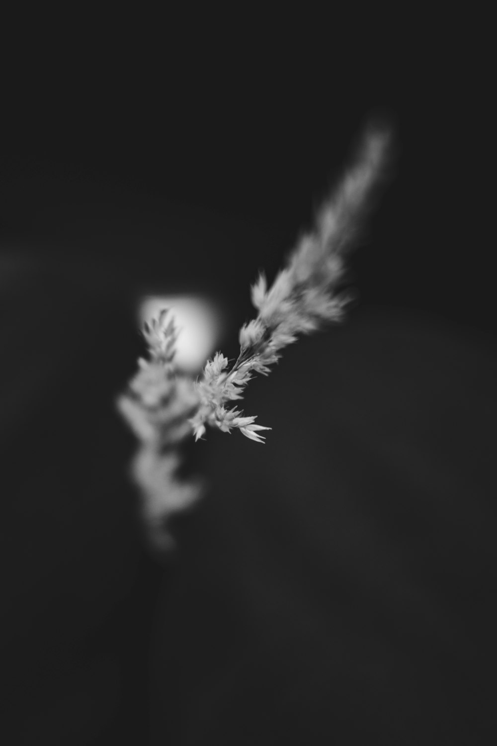 white flower in black background