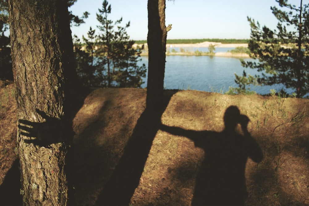 brown tree trunk near body of water during daytime