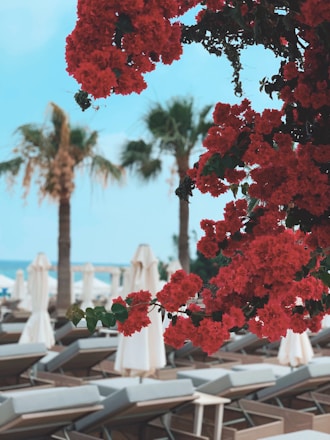 Bright red flowers are in the foreground, drawing attention with their vibrant hue. In the background, palm trees and numerous white parasols cover a beach area lined with sun loungers, set against a clear blue sky.