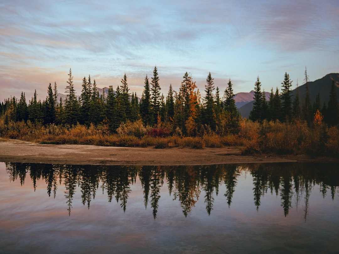 green trees beside body of water under cloudy sky during daytime