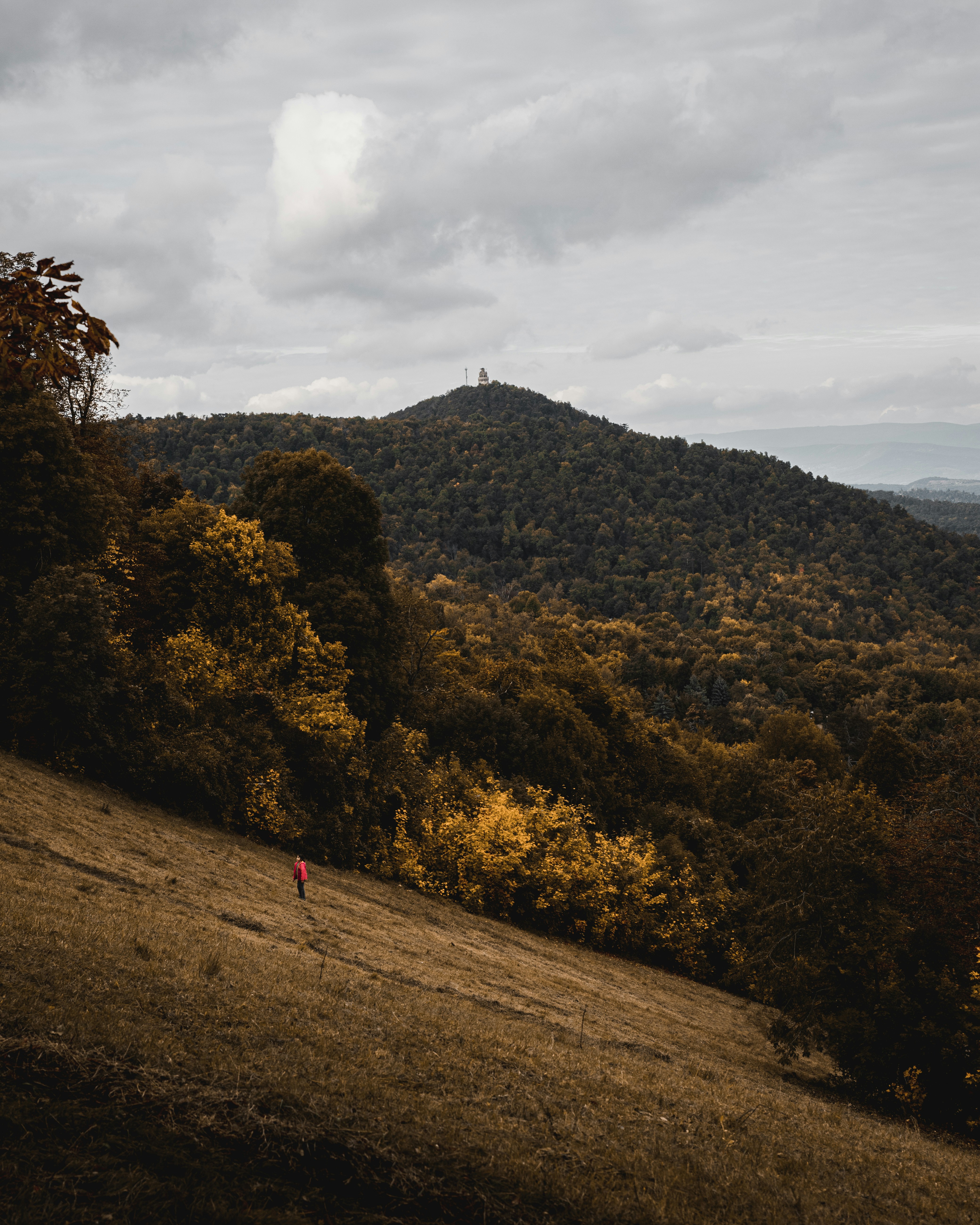 arbres verts sur un champ brun sous un ciel nuageux blanc pendant la journée