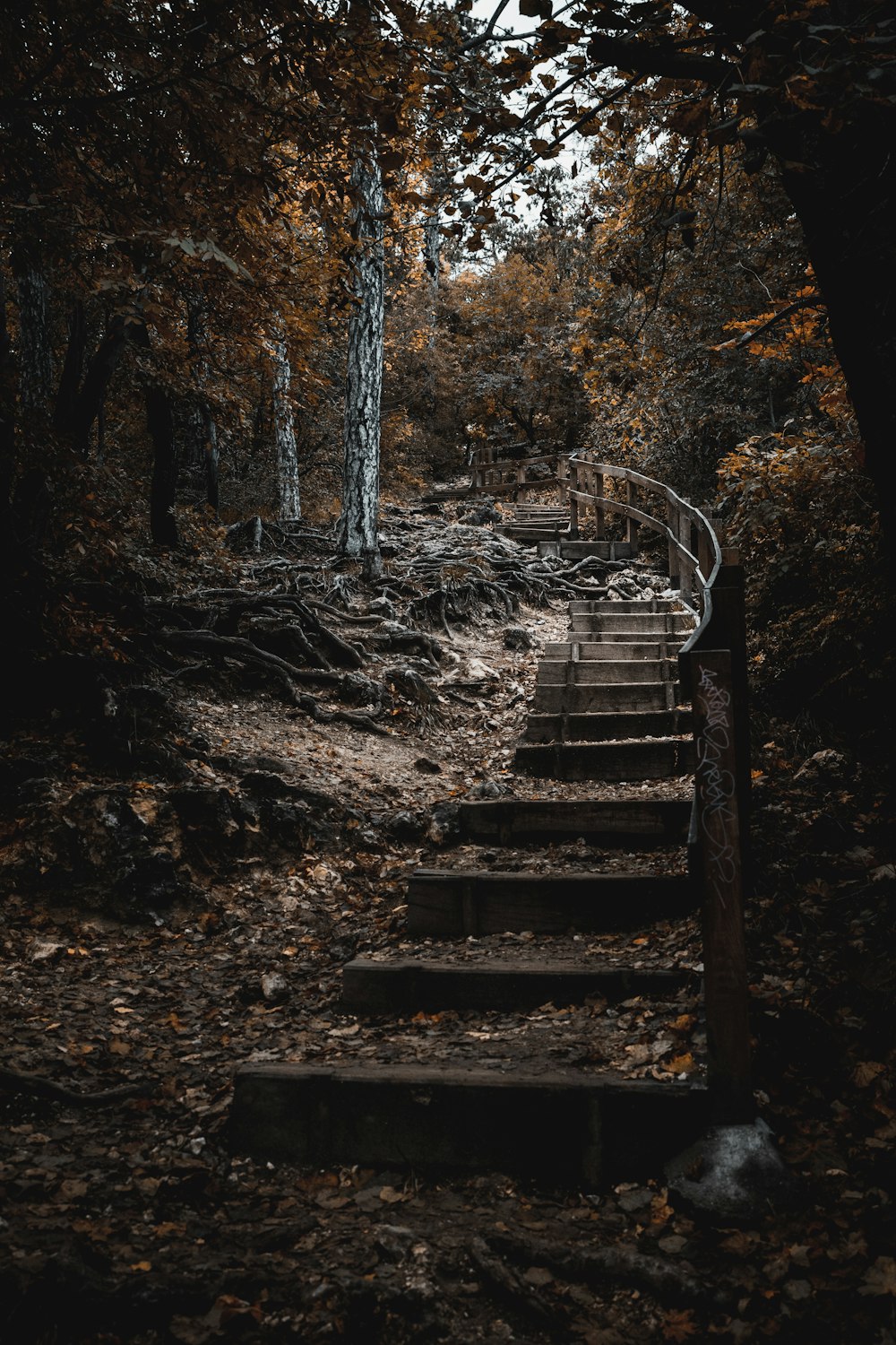 brown wooden staircase in the woods
