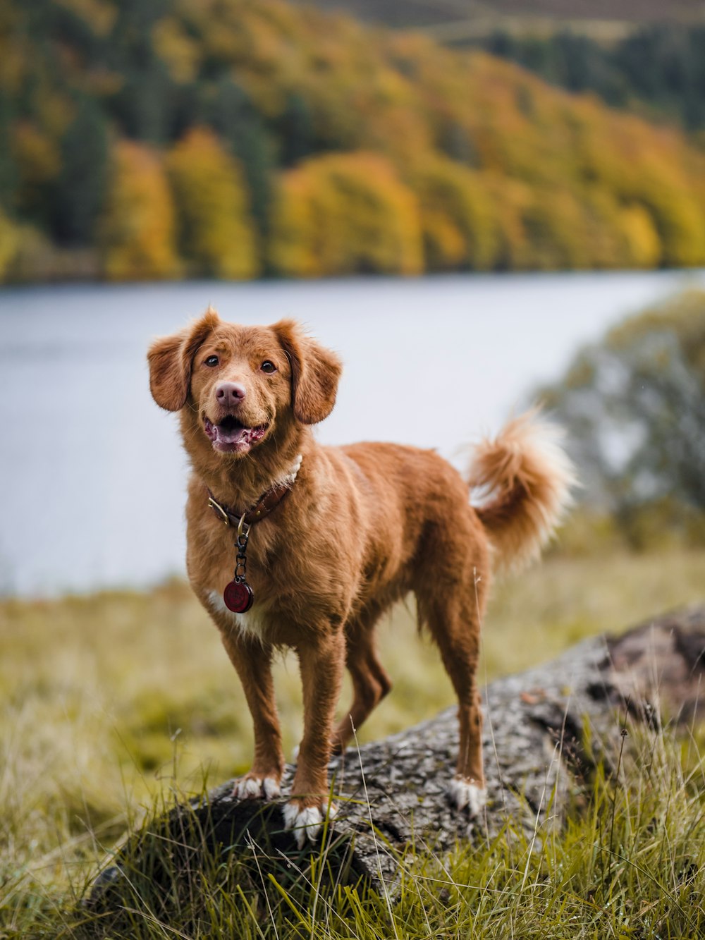 brown short coated dog on green grass field during daytime