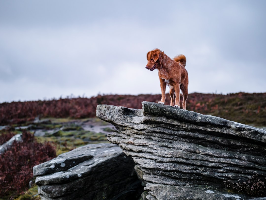 brown short coated dog on gray rock