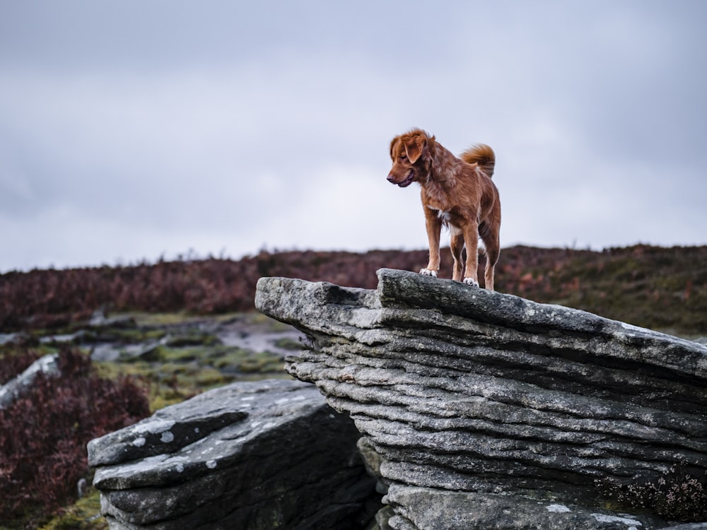 brown short coated dog on gray rock