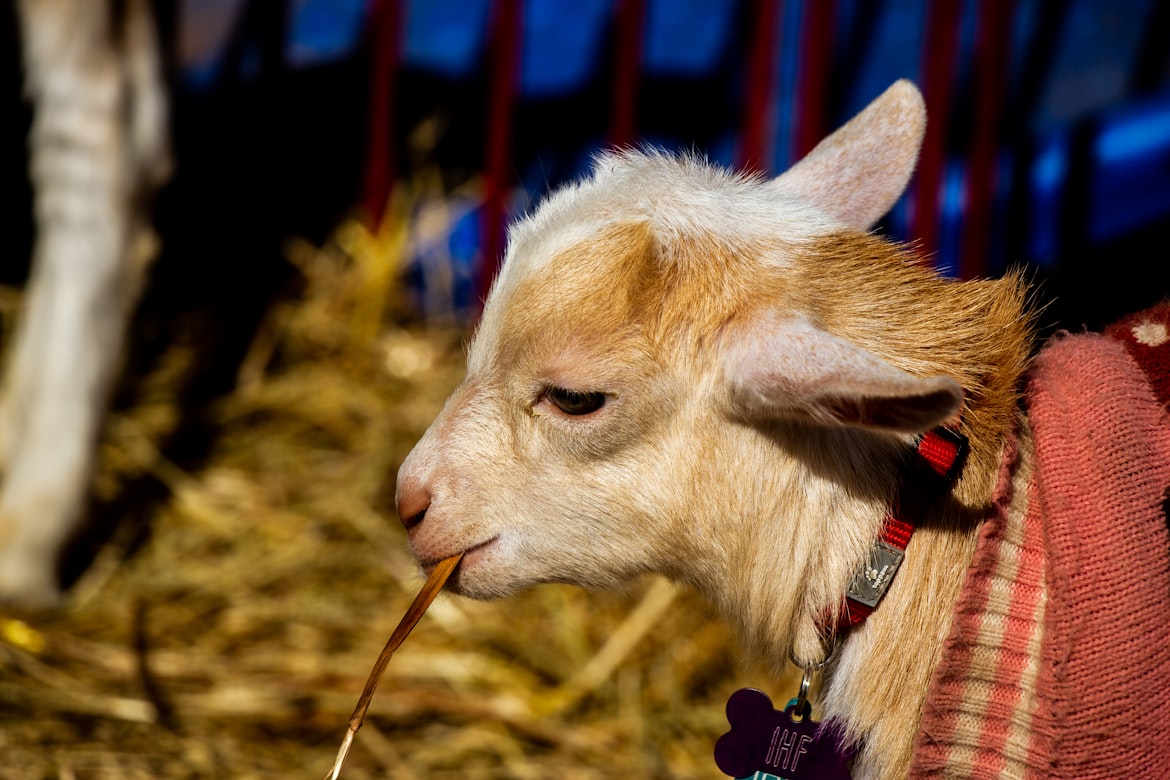 Baby Goat