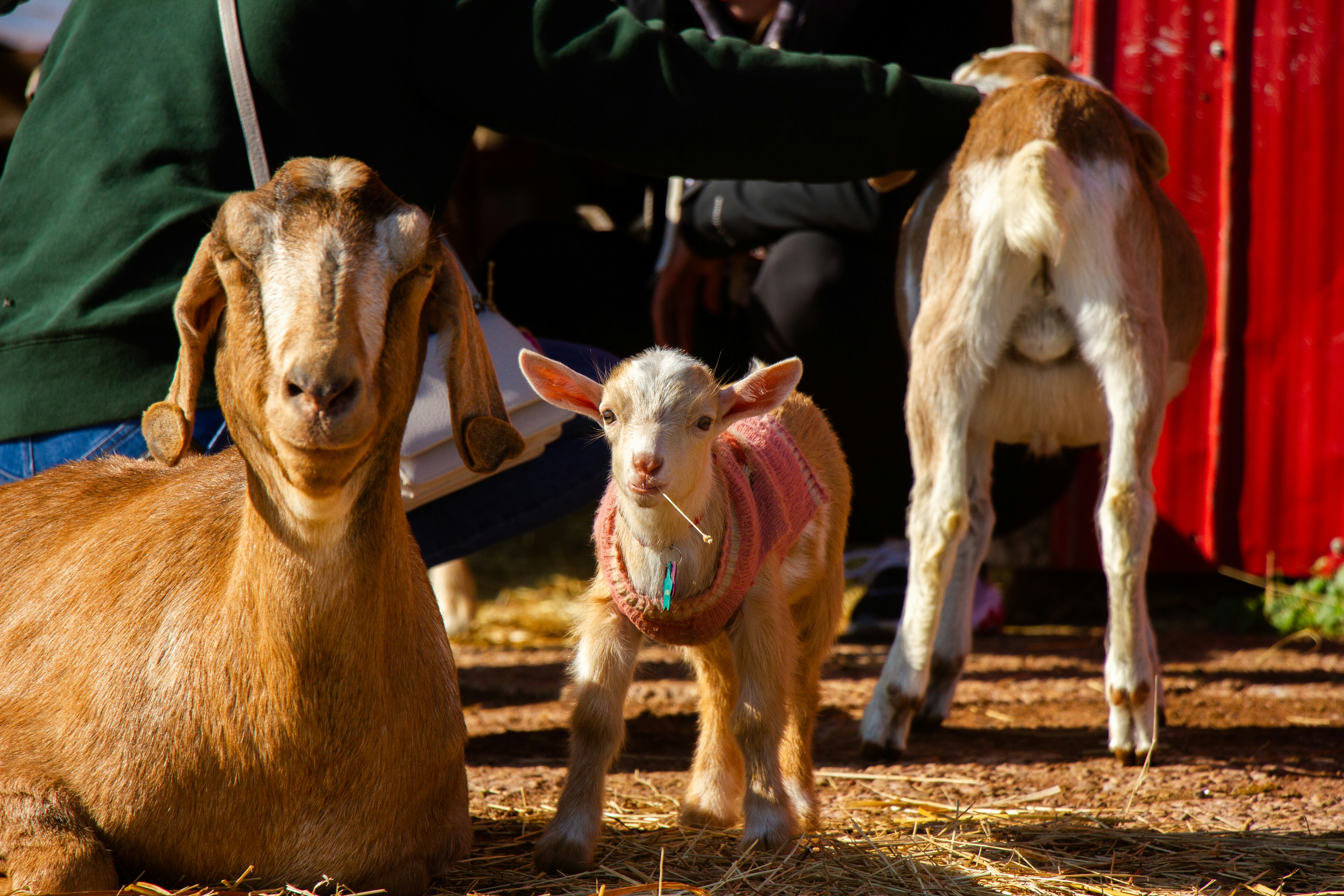 herd of goats on brown soil