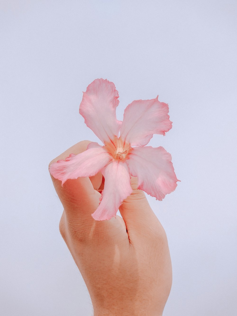 person holding pink hibiscus flower