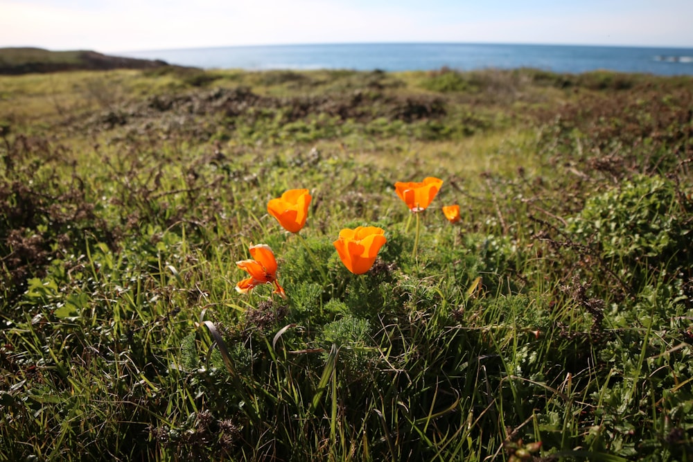 orange flower on green grass field during daytime