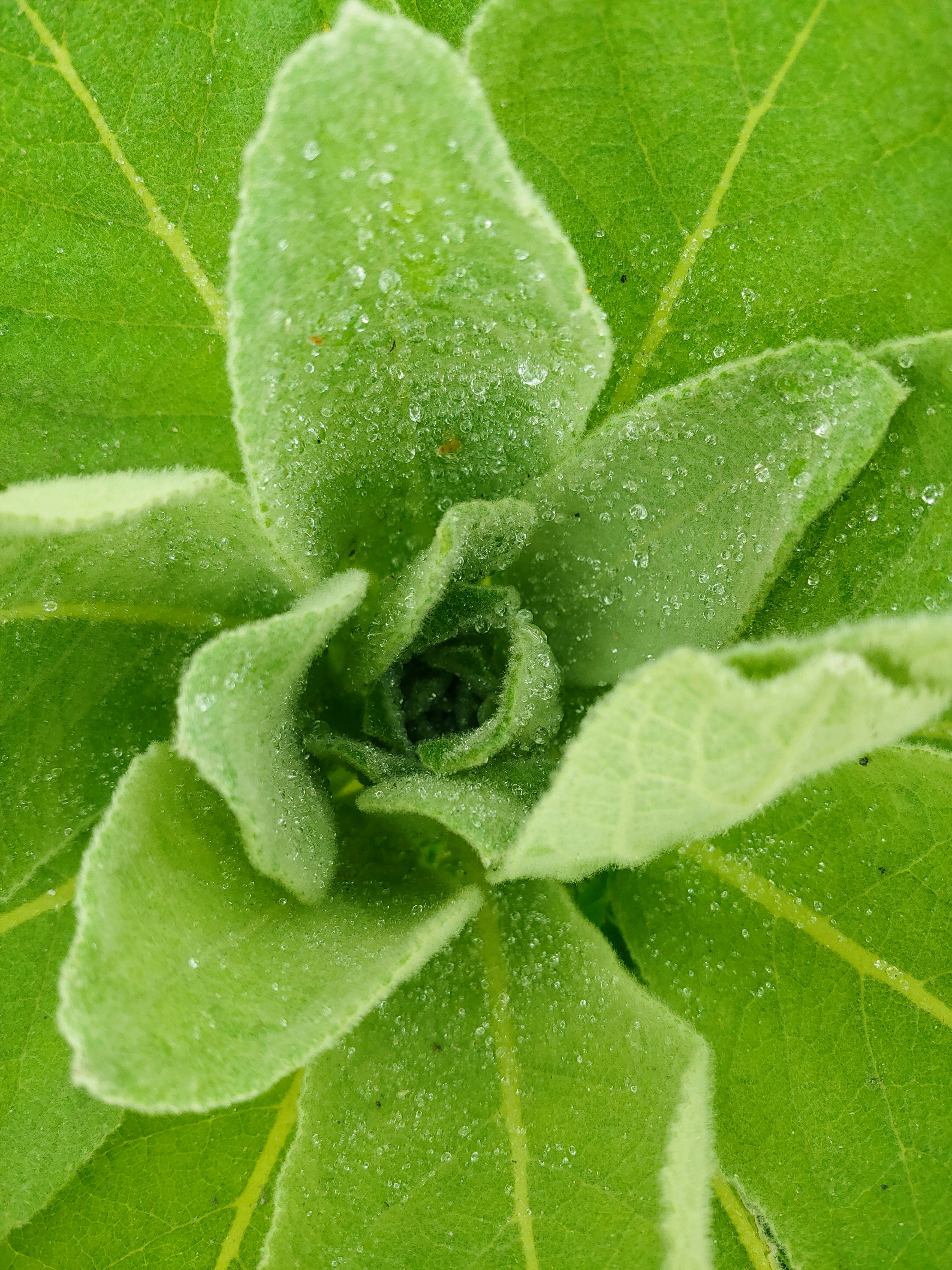 Close up of green hemp plant leaves with dewdrops, bright natural lighting, pure botanical detail