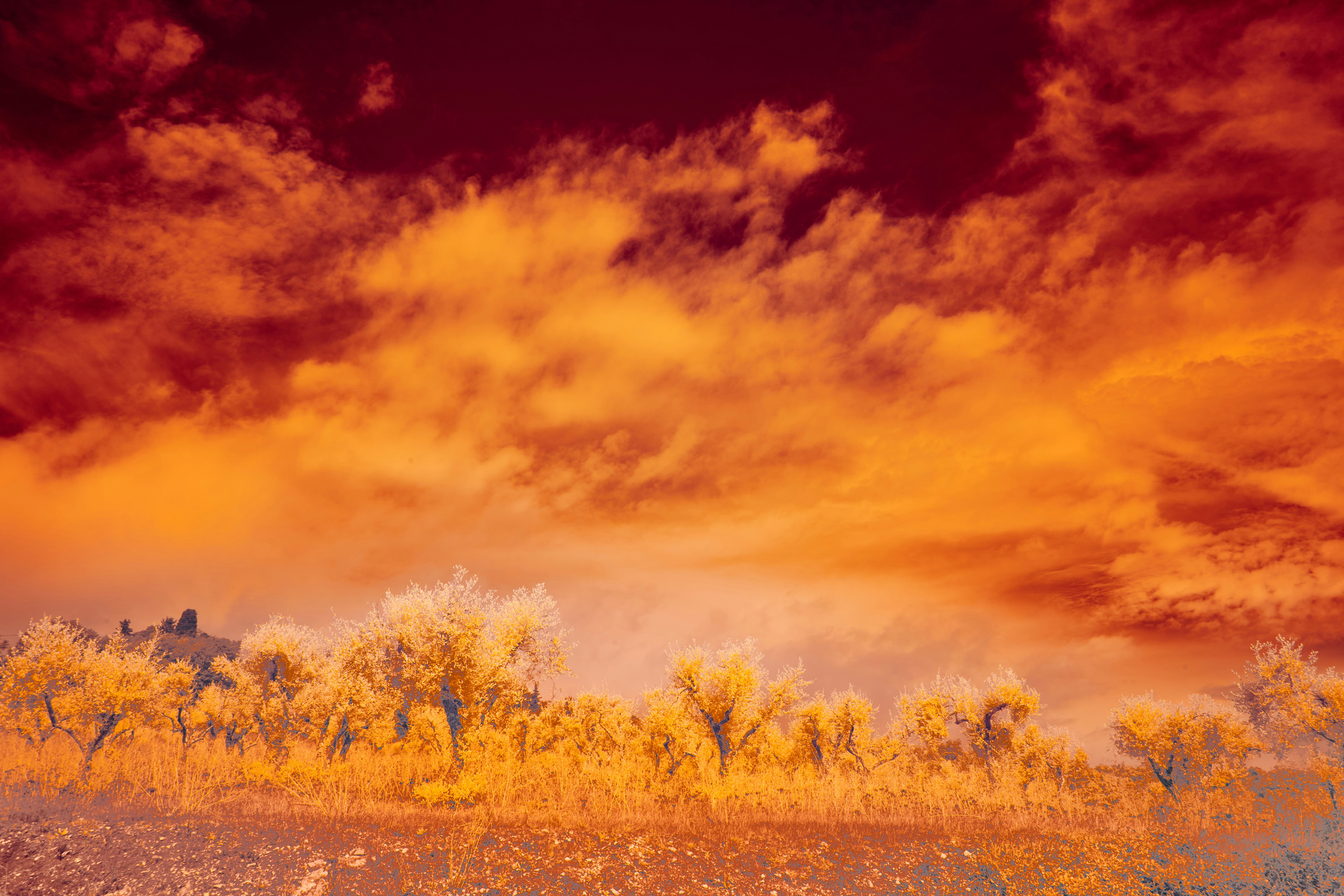 Green trees under cloudy sky during daytime