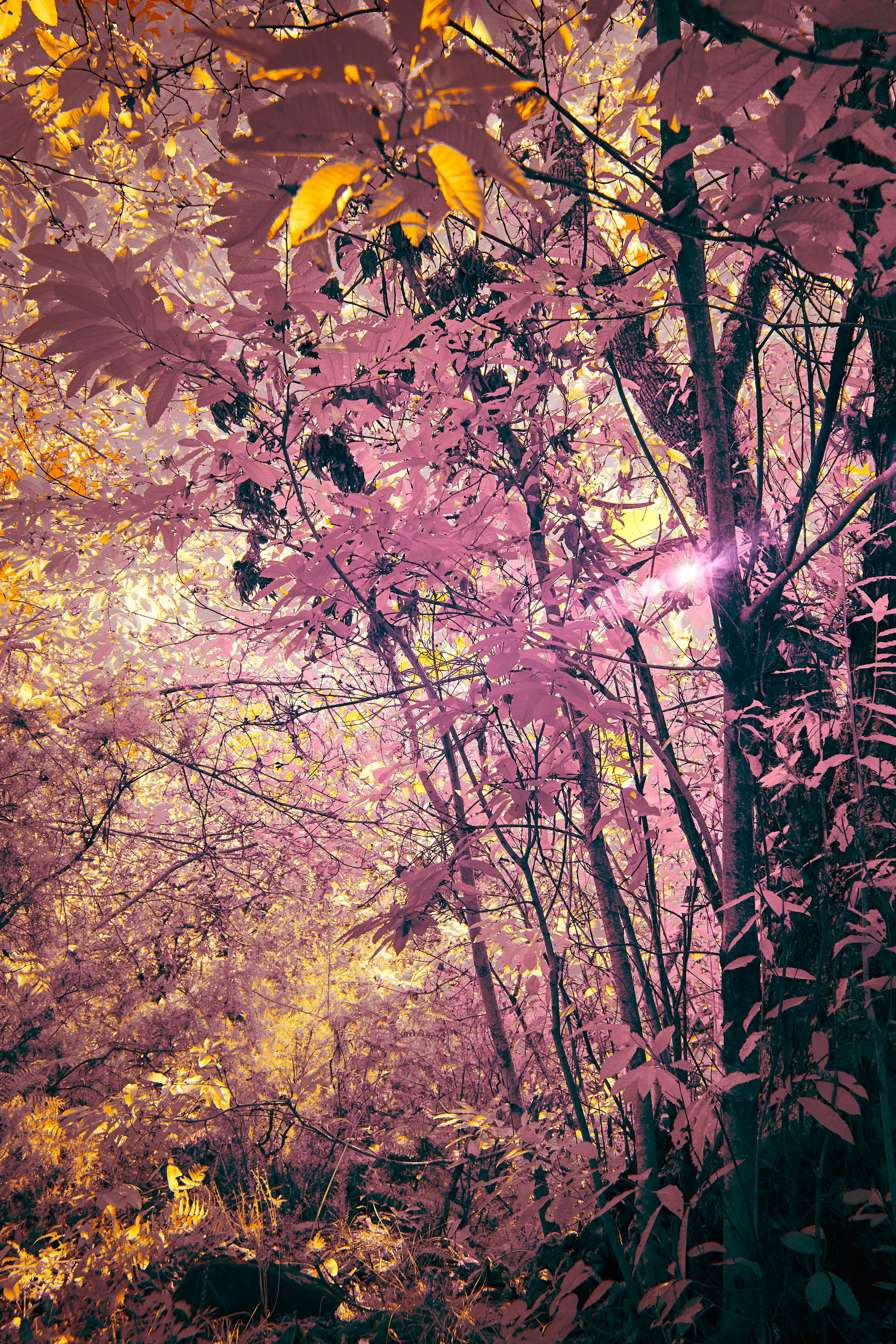 Photo by wolfgang_hasselmann