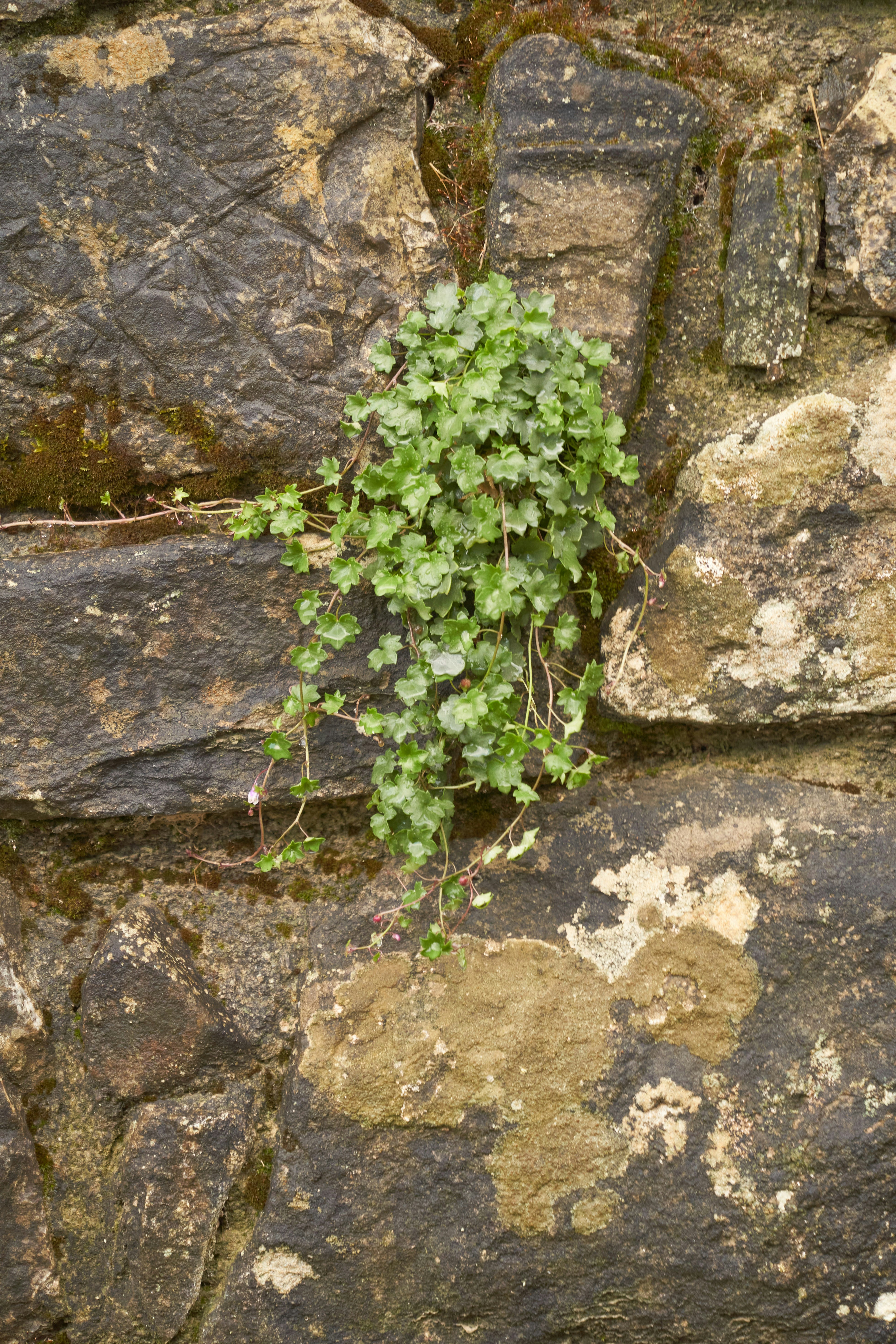 Photo by wolfgang_hasselmann