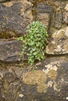 A deep green satchel bag leaning against a textured stone wall with ivy climbing nearby.