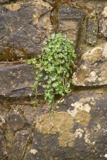 A deep green satchel bag leaning against a textured stone wall with ivy climbing nearby.