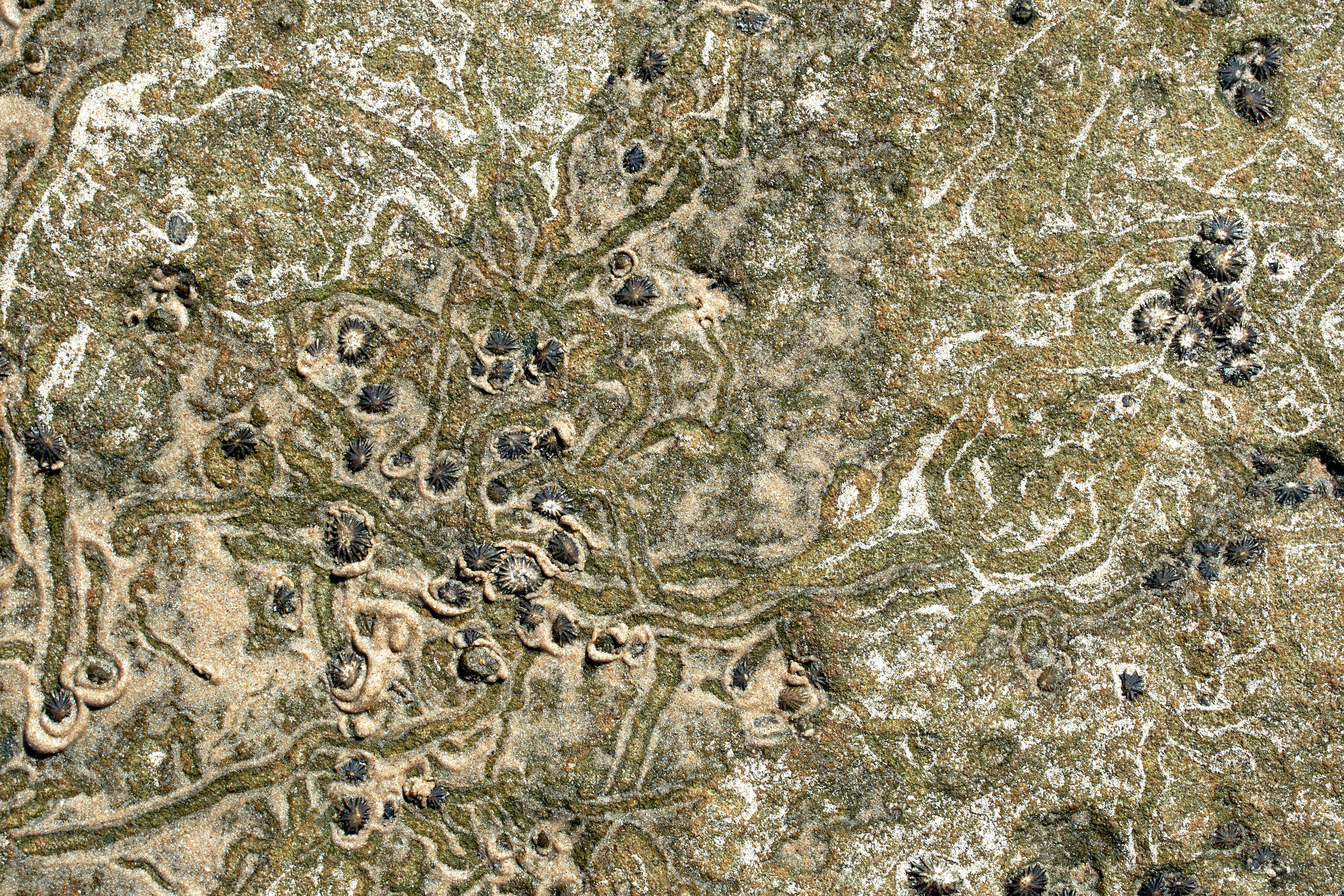 Photo by wolfgang_hasselmann