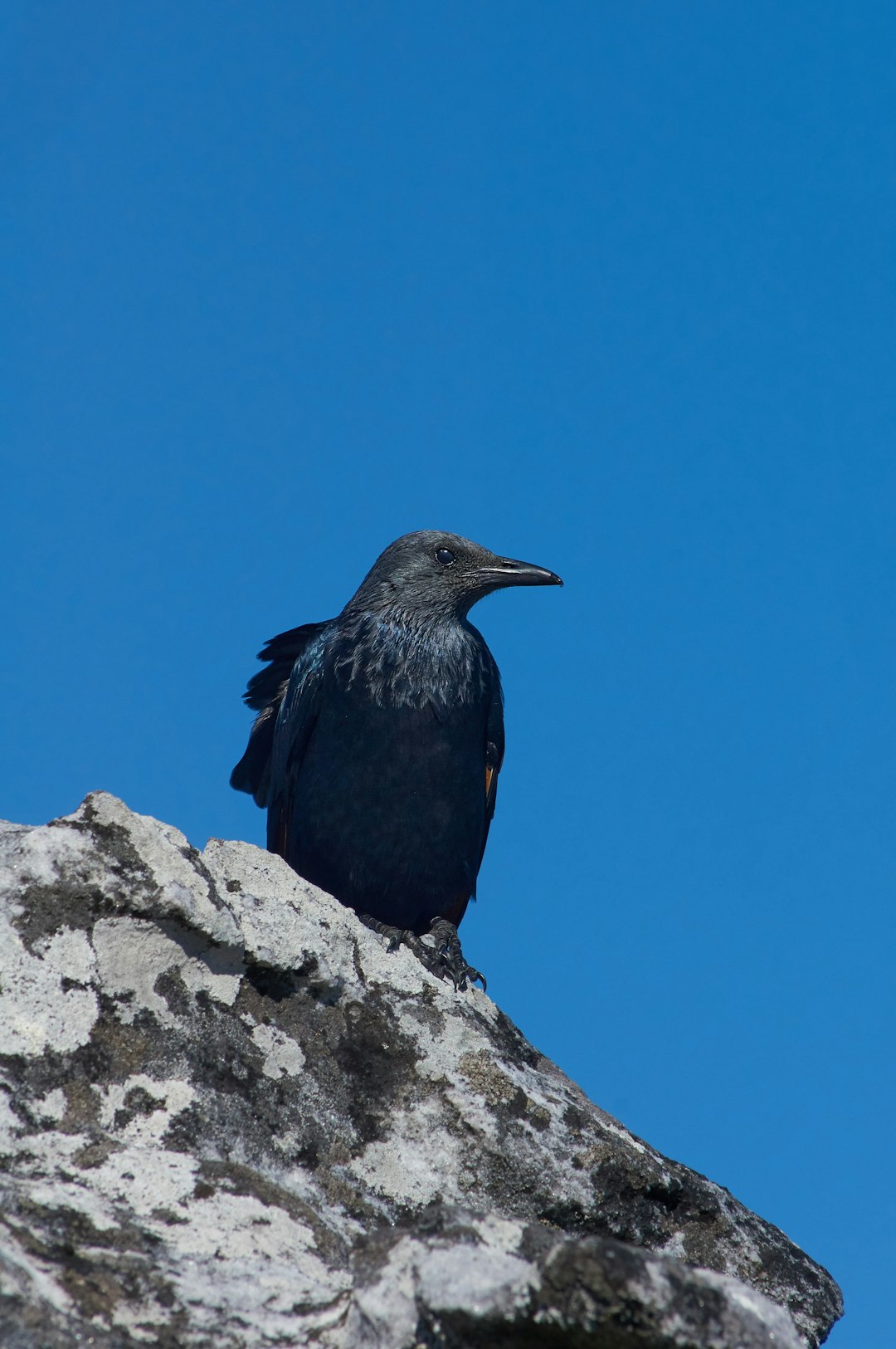 black bird on gray rock during daytime