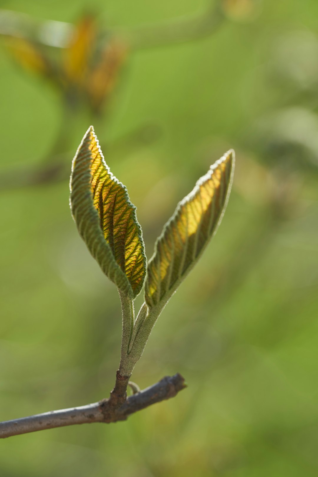 brown and green leaf in tilt shift lens