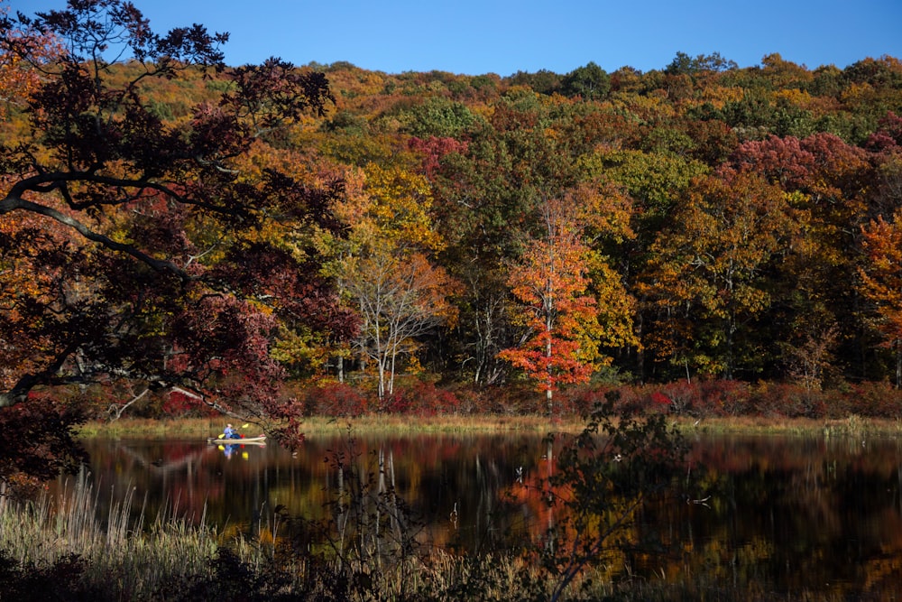 brown and green trees beside river during daytime